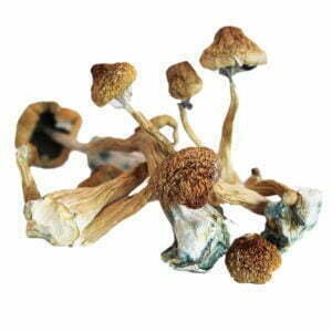 CBD Flowers