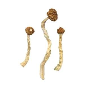 CBD Shops